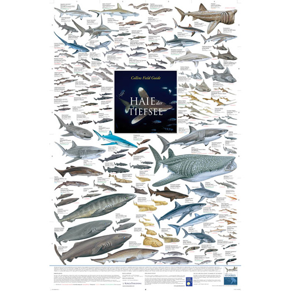 Bio-Poster "Haie der Tiefsee"